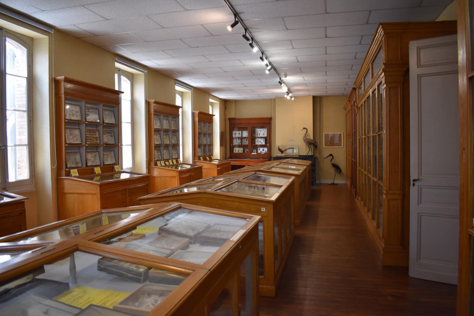 Le muséum Philadelphe Thomas